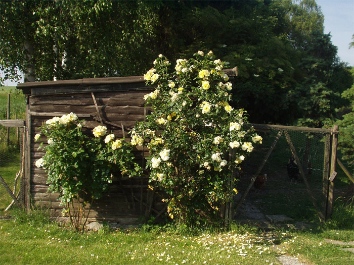 010juni2005