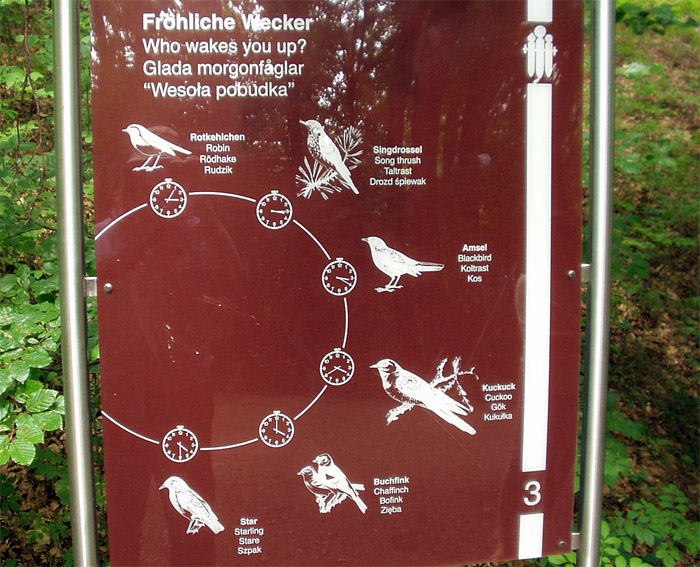wecker
